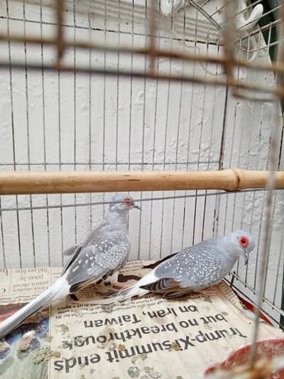 dove Pair