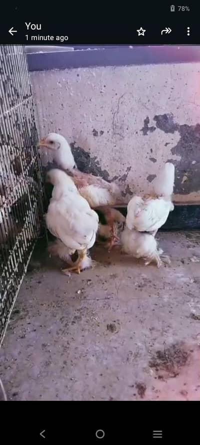 Heavybuff chicks