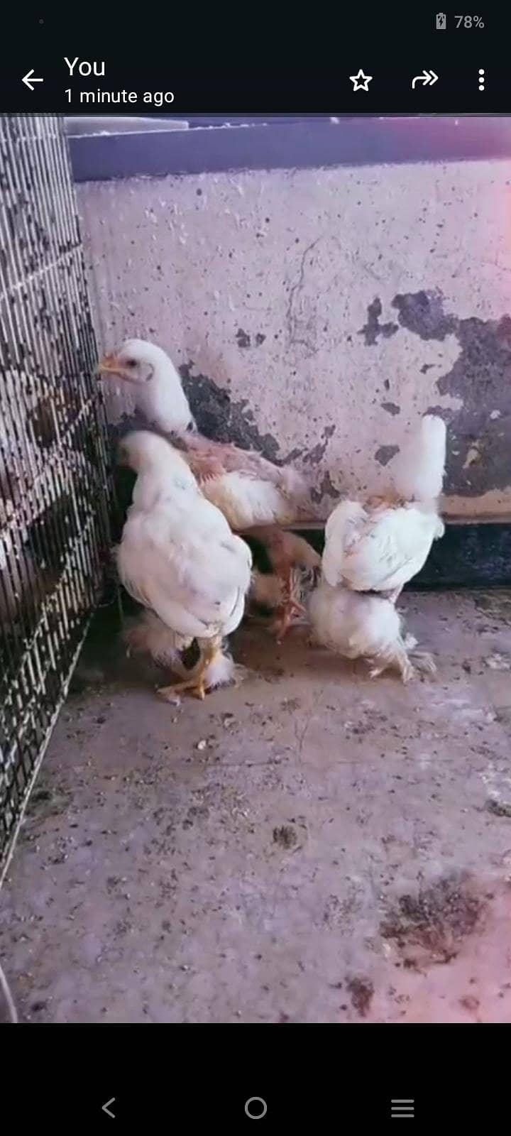 Heavybuff chicks 0