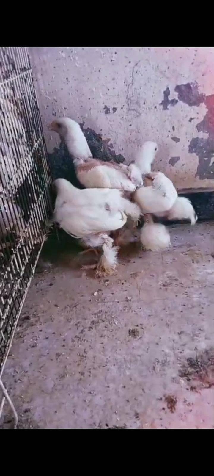 Heavybuff chicks 2