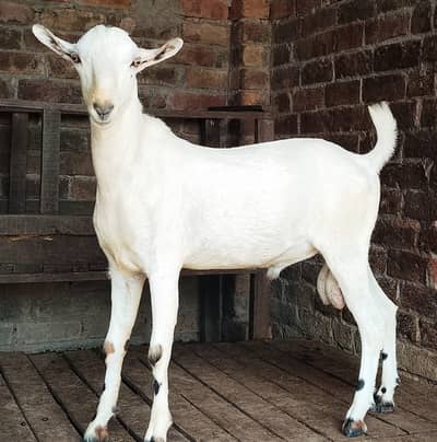 Teda breeder male