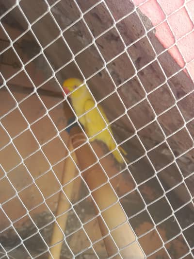 yellow and green male
