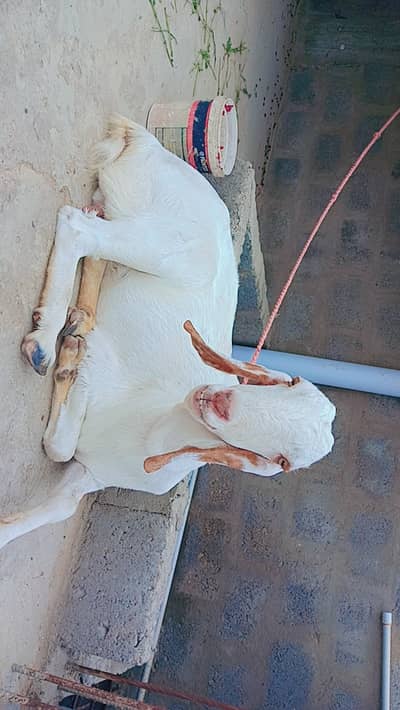Female Gulabi Bakri
