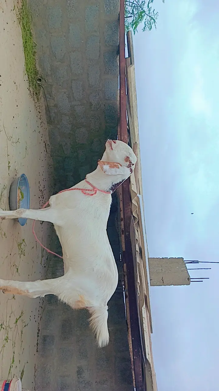 Female Gulabi Bakri — photo 7