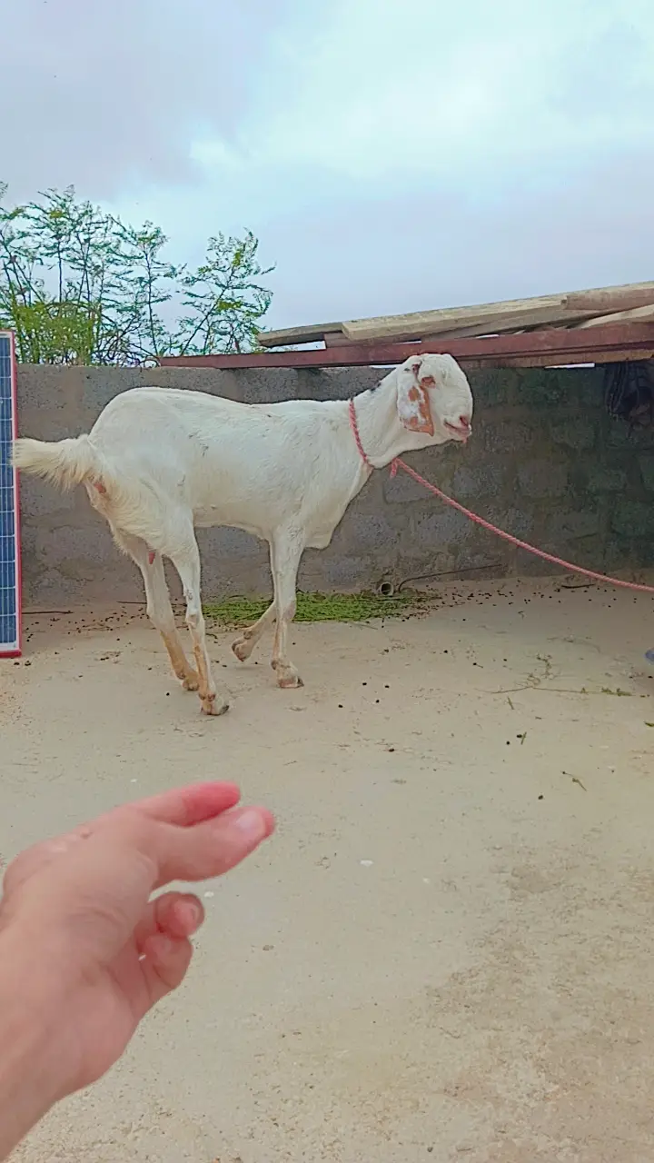Female Gulabi Bakri — photo 8