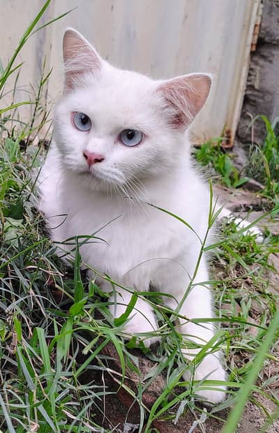 Persian White Male Cat Urgent for Sale.