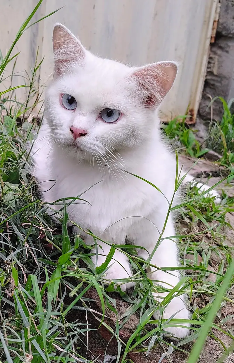 Persian cats | Male persian cats | breeder | cat for sale