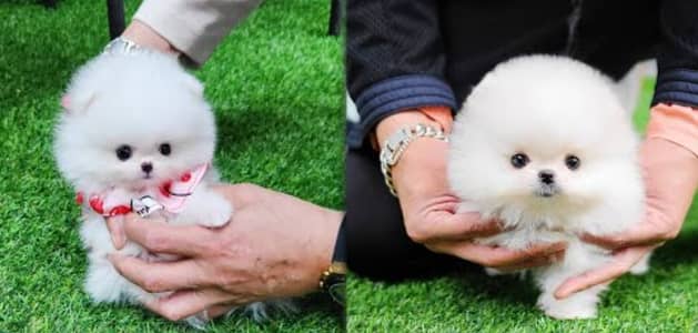 Pomeranian puppies/shihtzu puppies 0330*five*four*zero*six*1*1*5