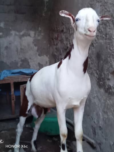 teddy goats healthy active and playful