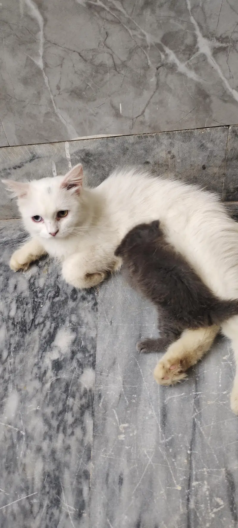 Mother and baby pair — photo 10