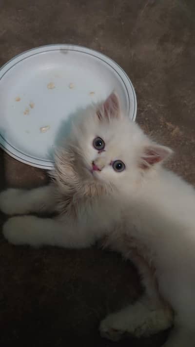 Persian kitten