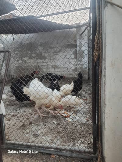 Pure Heera Aseel  Pair (One Pair, two egg laying pathian)