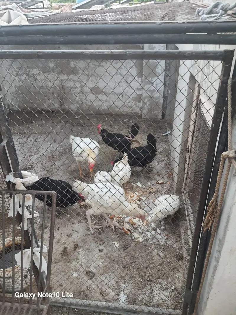 Pure Heera Aseel  Pair (One Pair, two egg laying pathian) — photo 2