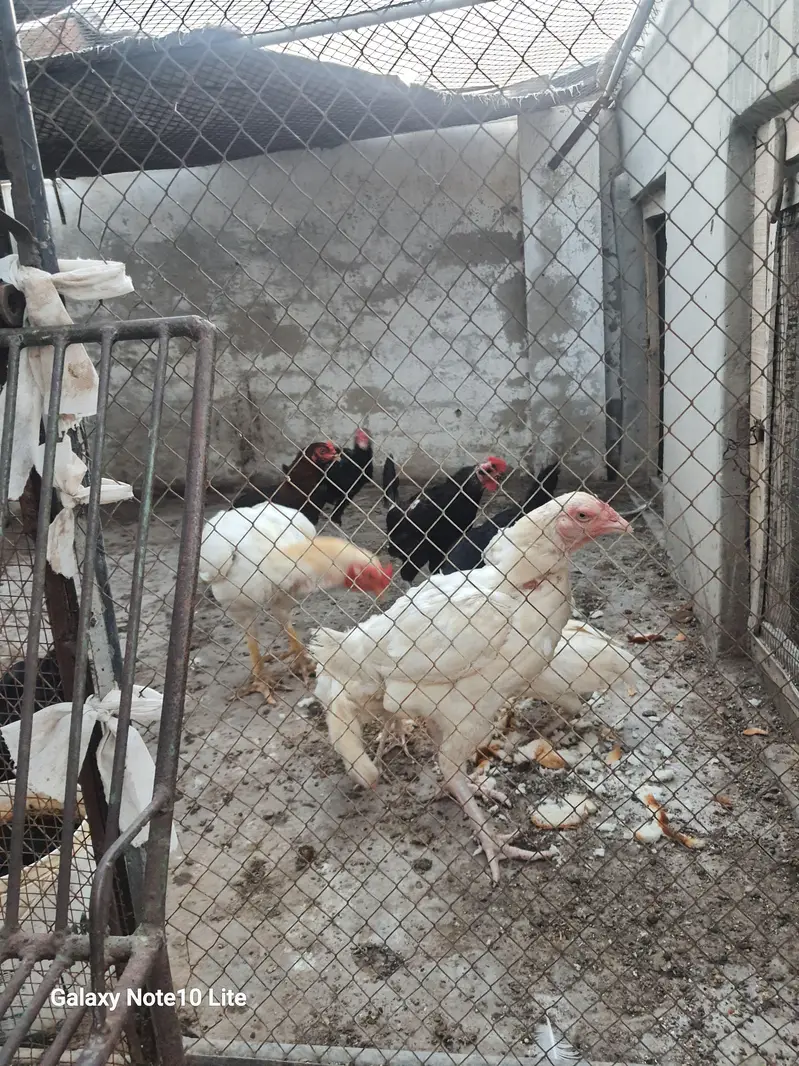 Pure Heera Aseel  Pair (One Pair, two egg laying pathian) — photo 3