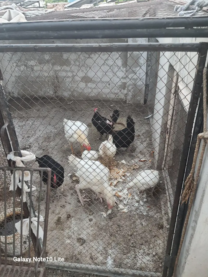 Pure Heera Aseel  Pair (One Pair, two egg laying pathian) — photo 4