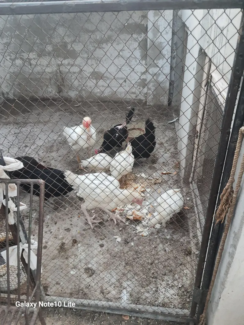 Pure Heera Aseel  Pair (One Pair, two egg laying pathian) — photo 5