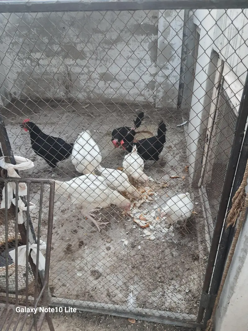 Pure Heera Aseel  Pair (One Pair, two egg laying pathian) — photo 6