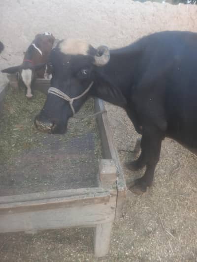 neli ravi buffalo for sale