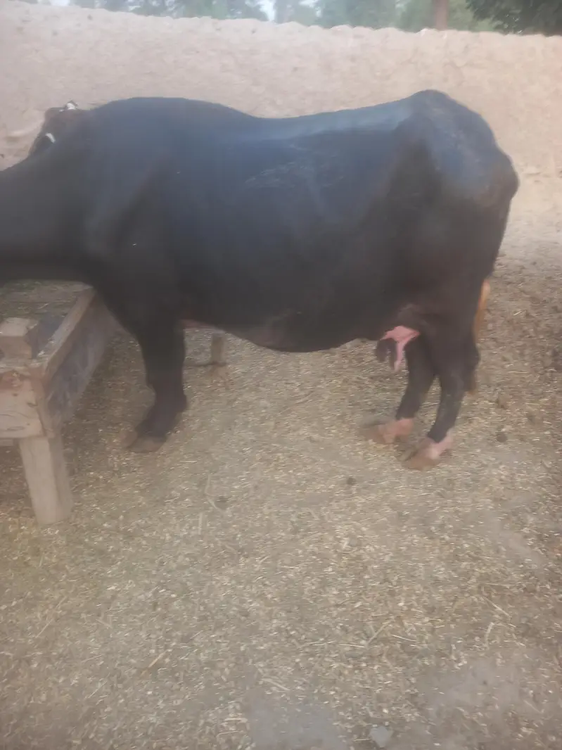 neli ravi buffalo for sale — photo 2