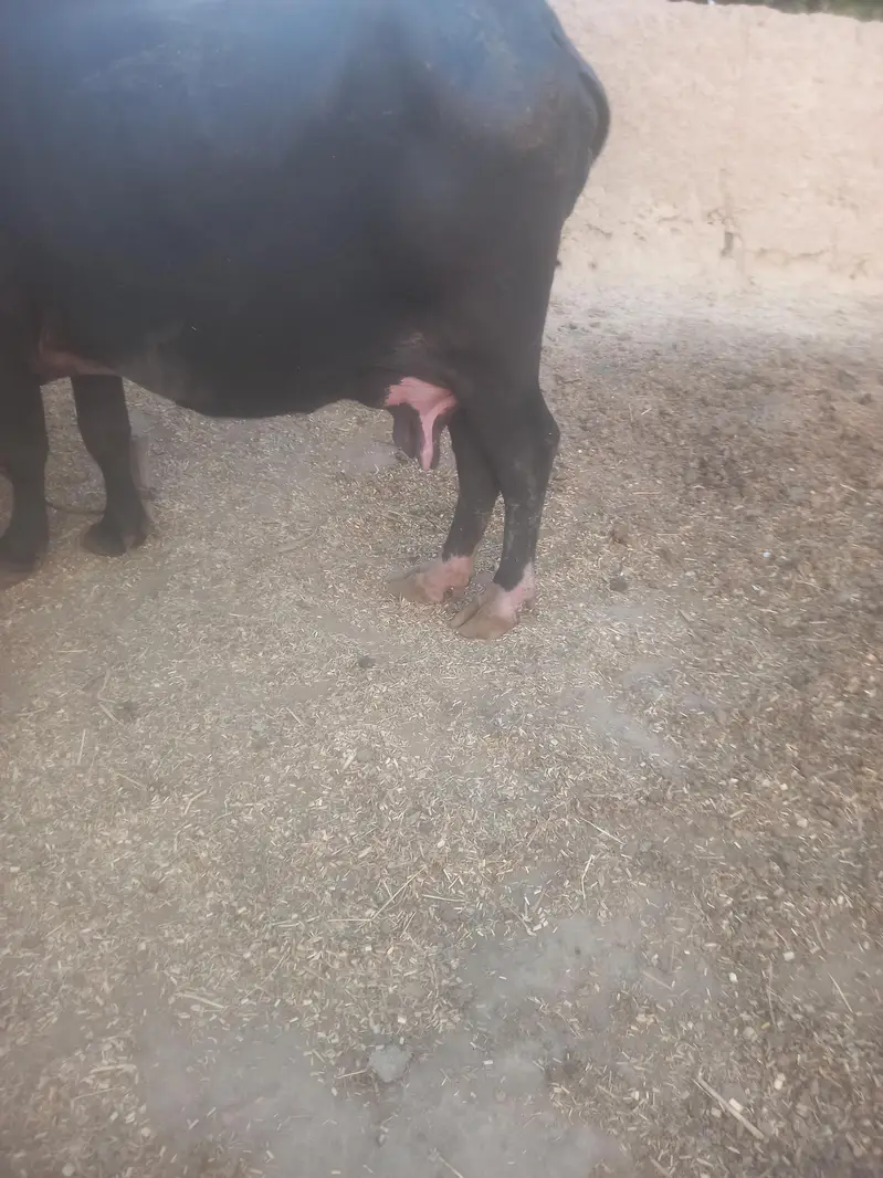 neli ravi buffalo for sale — photo 3