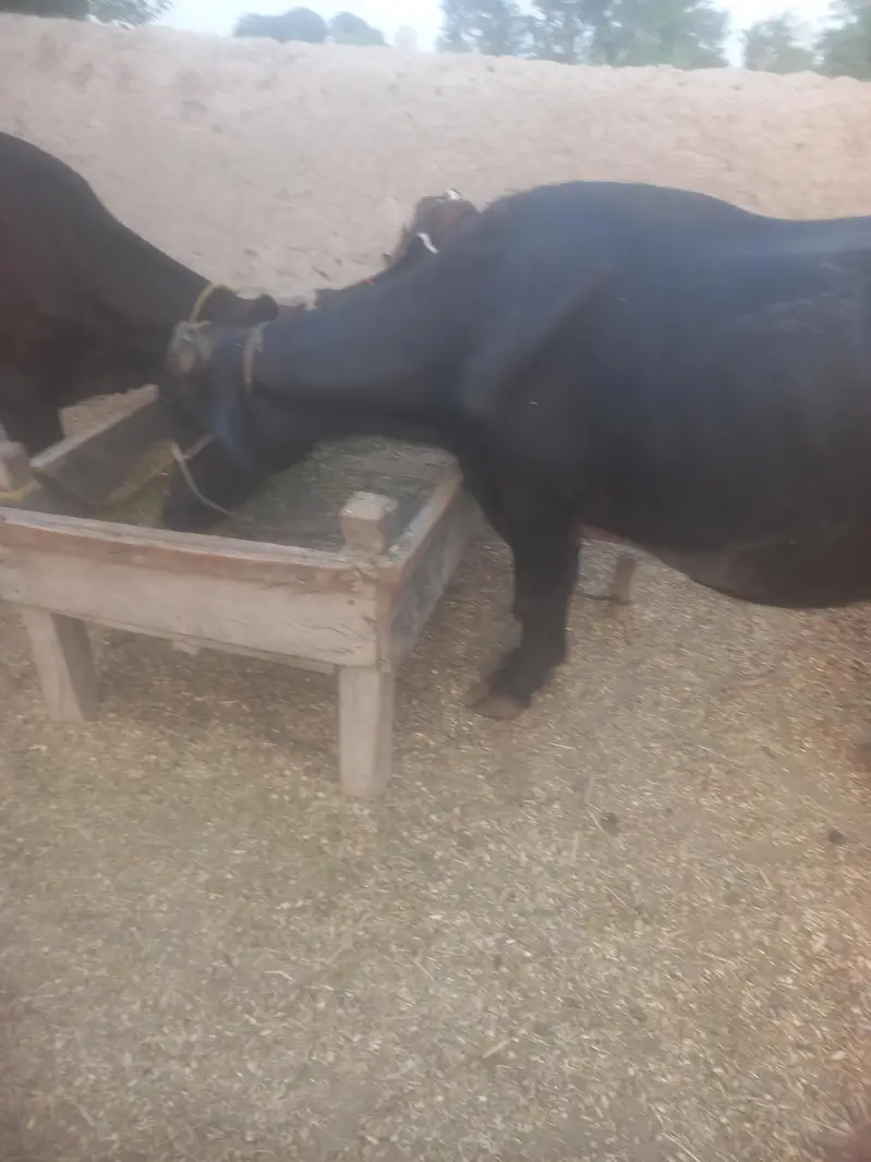 neli ravi buffalo for sale — photo 4