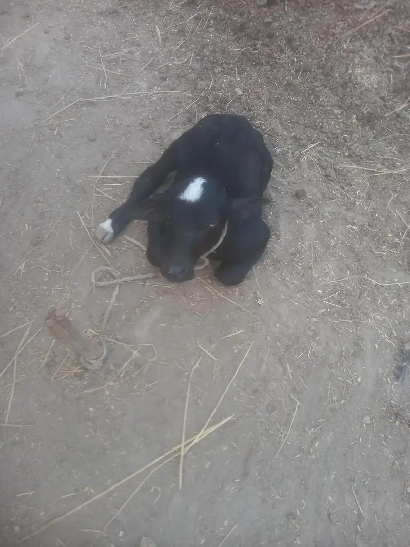 neli ravi buffalo for sale — photo 5