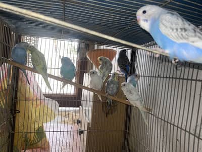 Mix budgie for sale