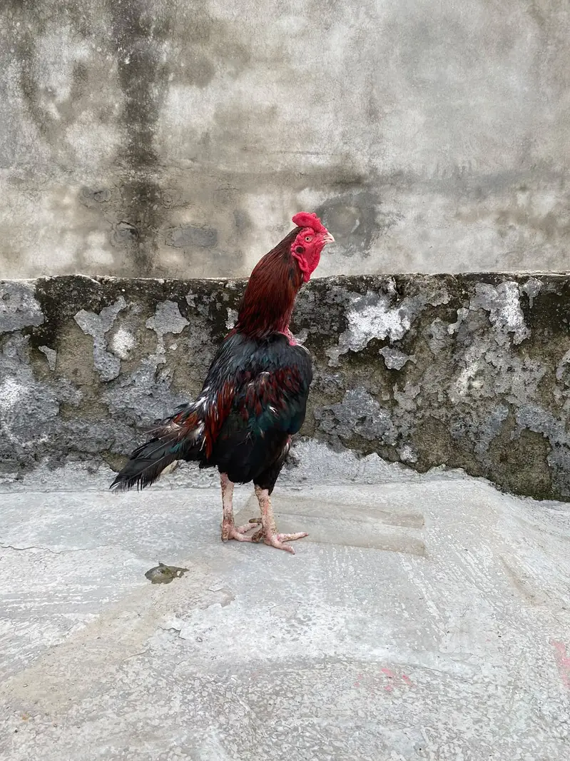 Aseel Mianwali Murga for sale — photo 2