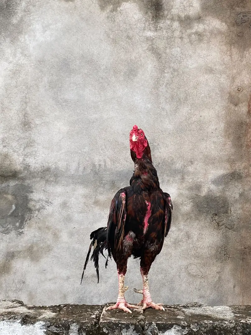 Aseel Mianwali Murga for sale — photo 3