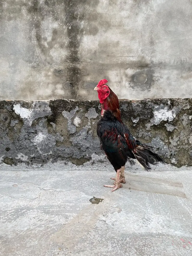 Aseel Mianwali Murga for sale — photo 4