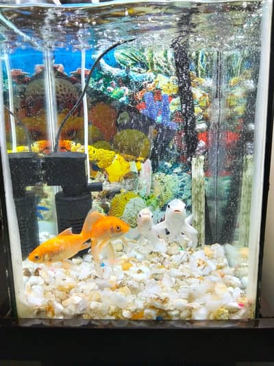 Fish aquarium