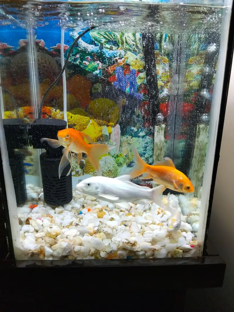 Fish aquarium — photo 2