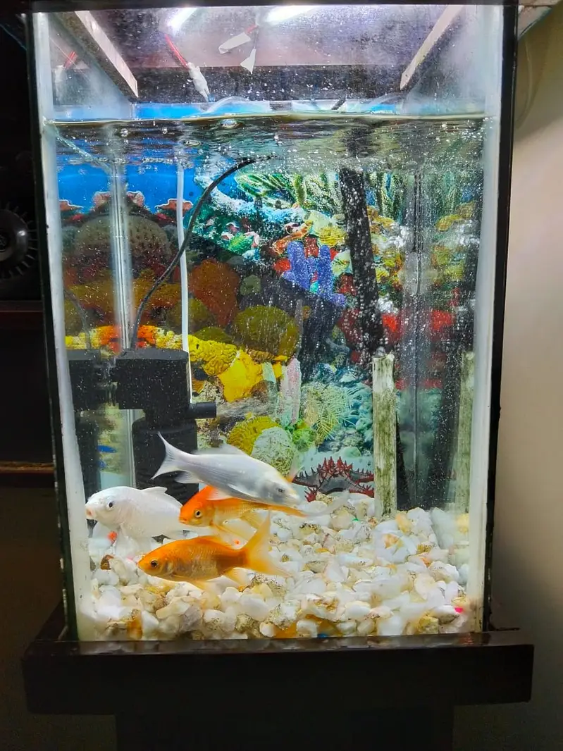 Fish aquarium — photo 3