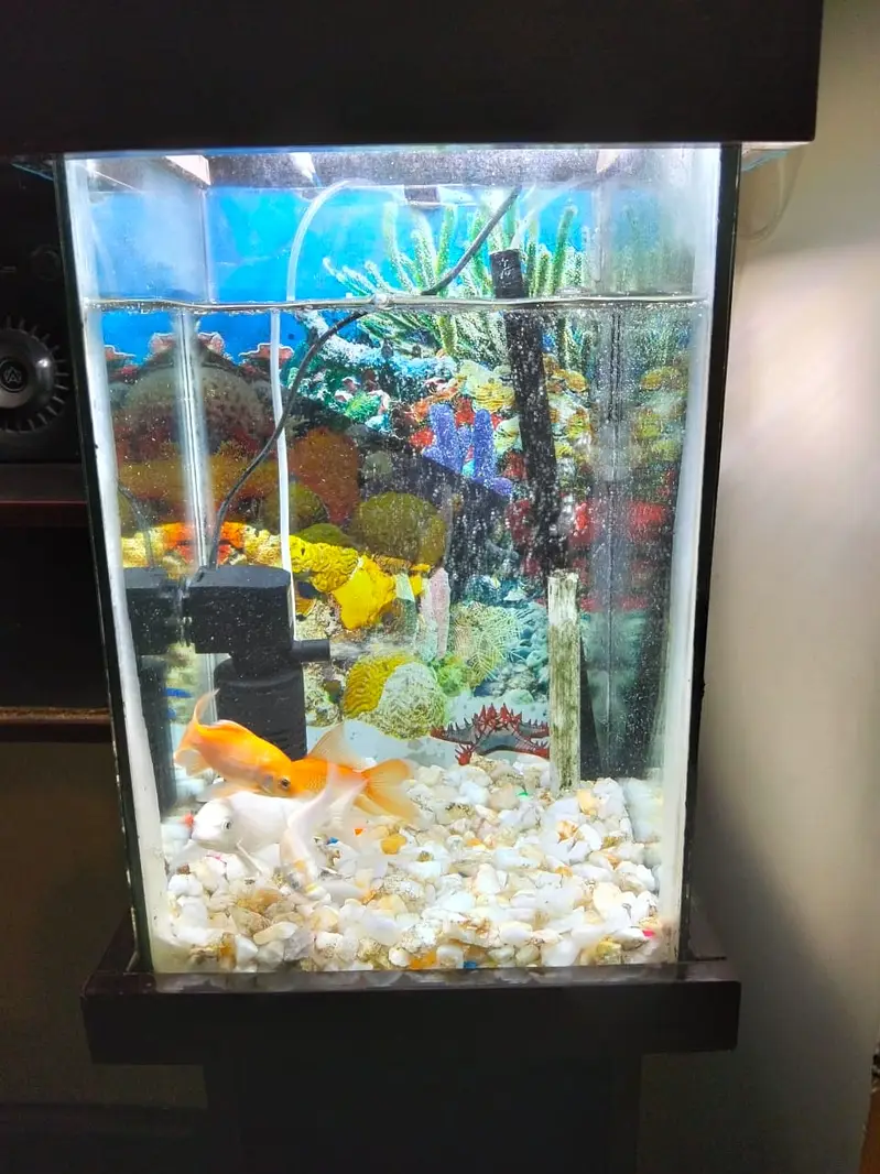 Fish aquarium — photo 4