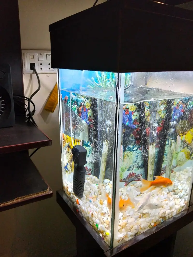 Fish aquarium — photo 5