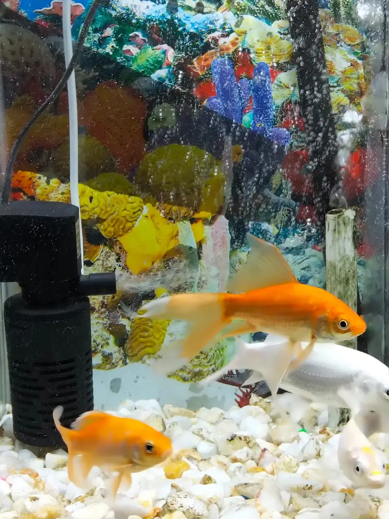 Fish aquarium — photo 6