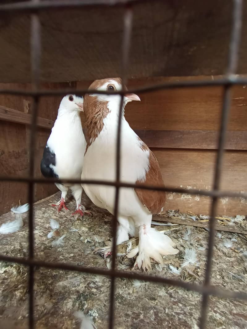 Fancy pair breeder 0
