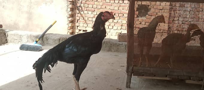 Vietnam Cross Patha 8 Months