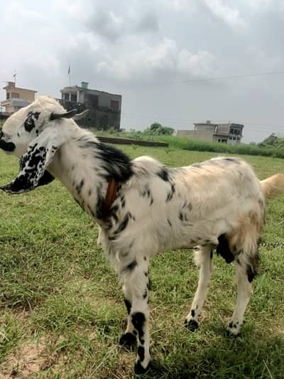 Bakra for sale