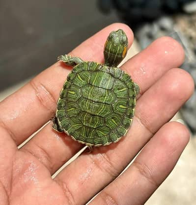 Baby turtle imported