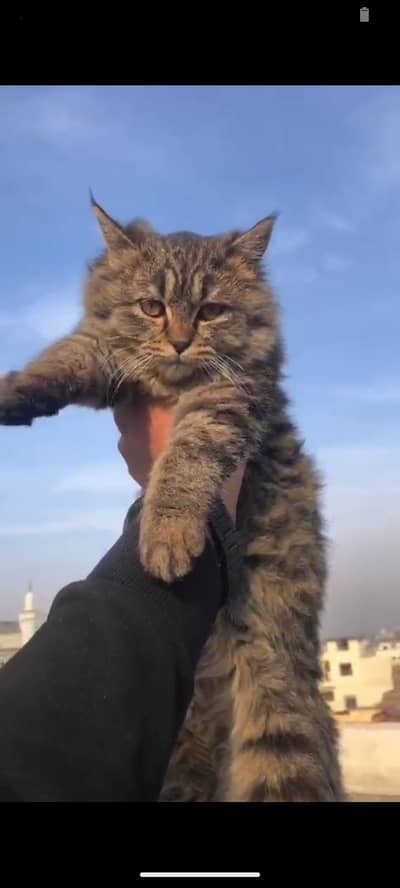 cats for sale