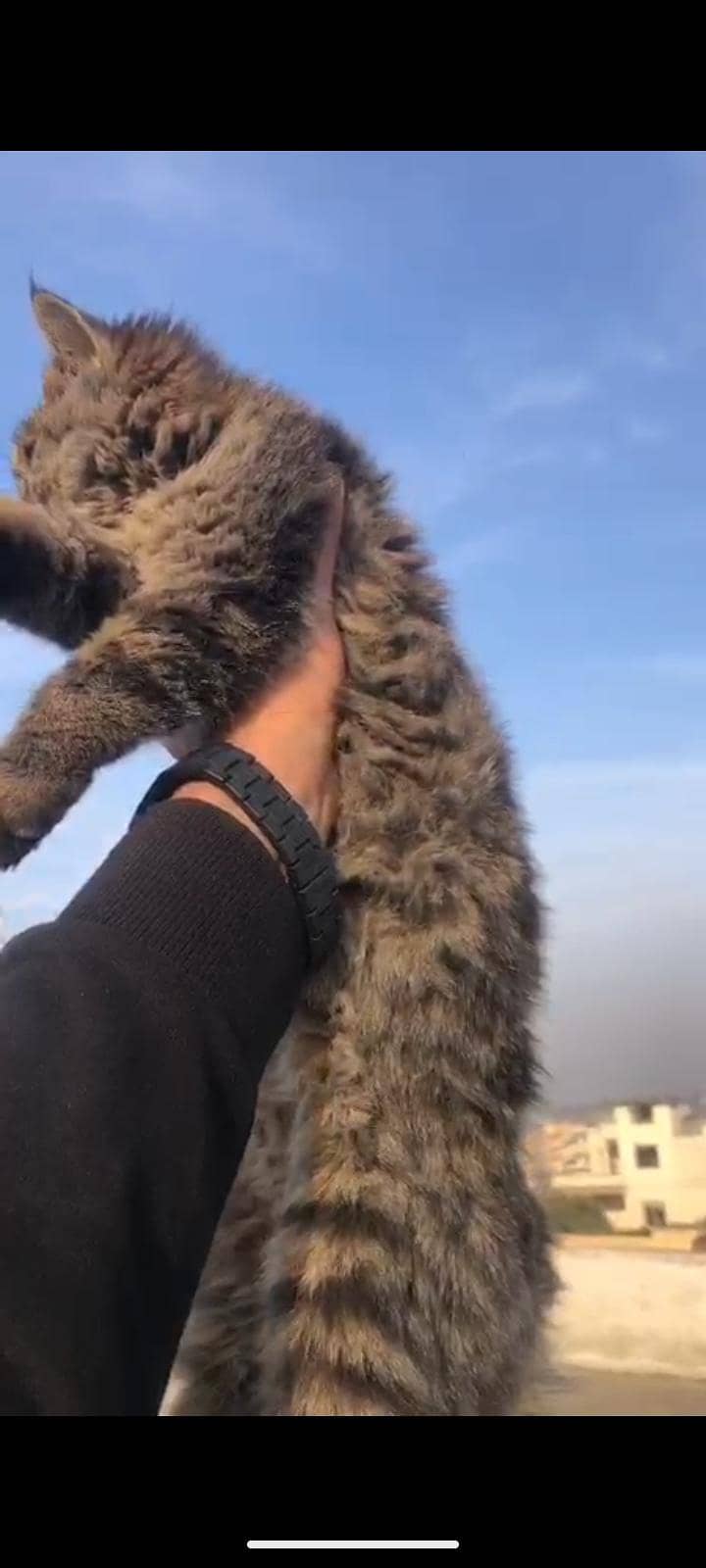 persion cat double coated 1