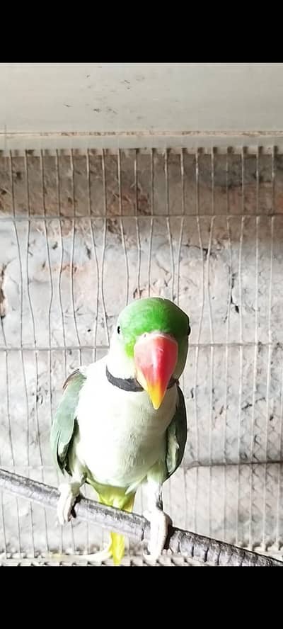Beautiful Raw Parrots / Handfeed Baby Chicks for Sale