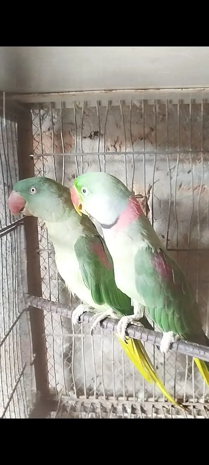 Beautiful Raw Parrots / Handfeed Baby Chicks for Sale — photo 3