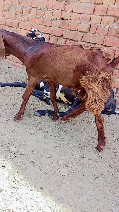 bakra