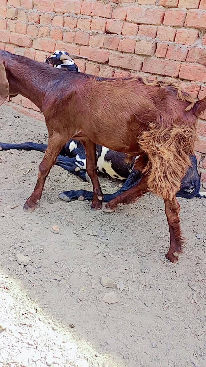 bakra 0