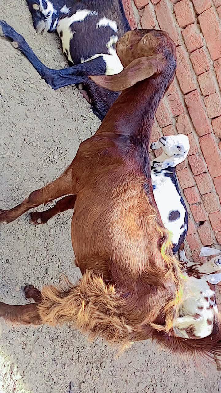 bakra 1