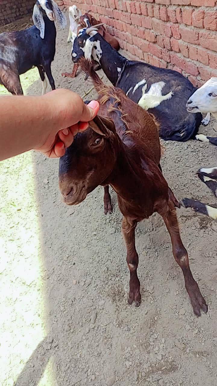 bakra 2