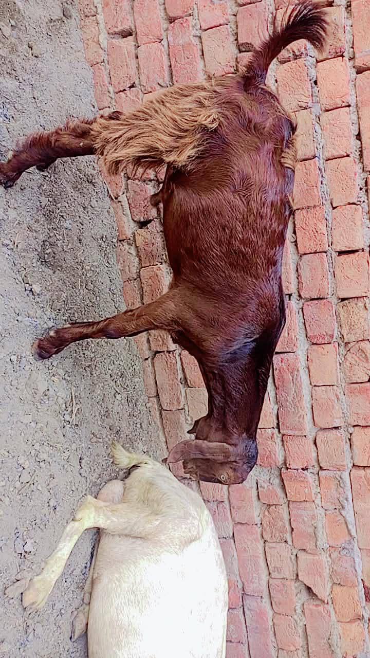 bakra 3