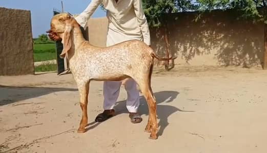 Makkah Chini Bakra Urgent For Sale / 03242703715